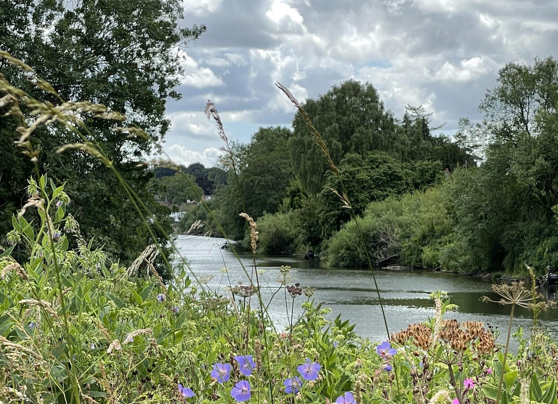 Wildflowers in the foreground and the River Severn flowing in between a tree-lined avenue in the distance
