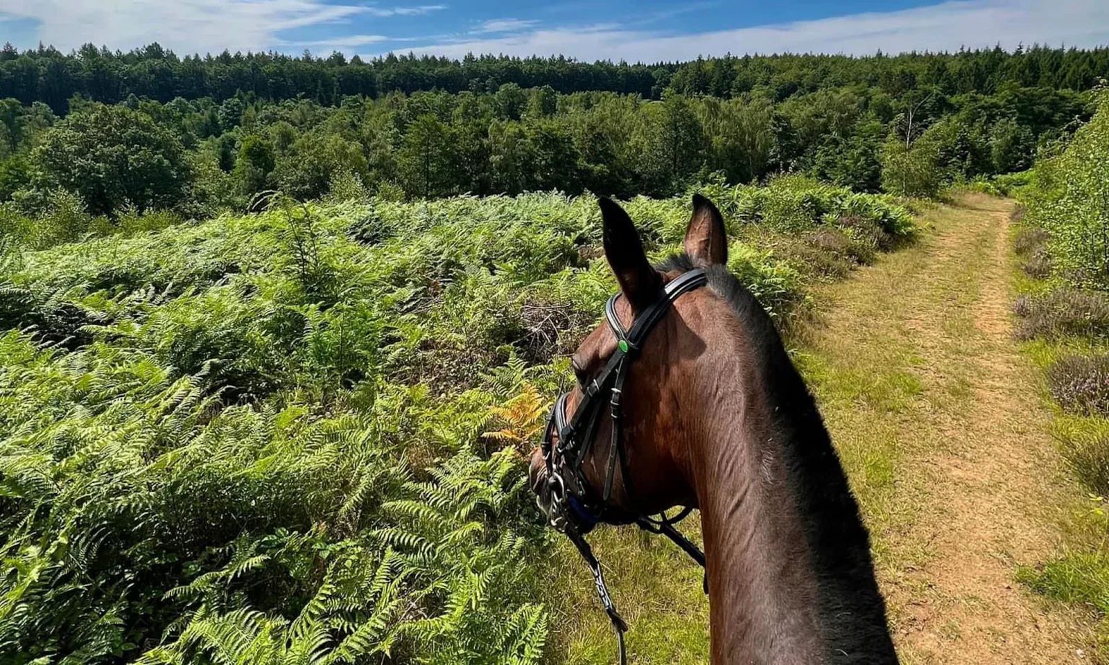 A horses head wearing a bridle in the wyre forest