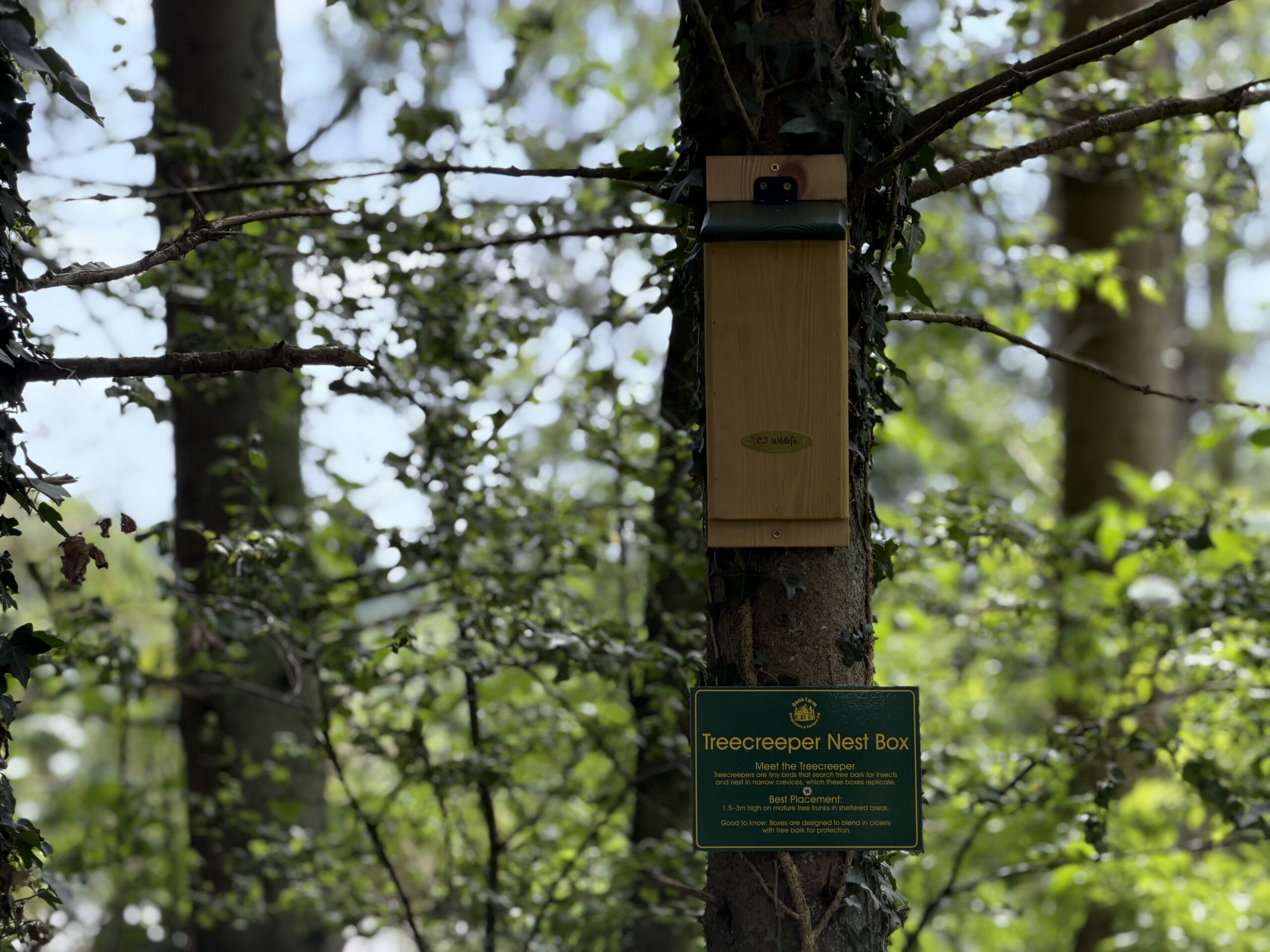 Bird Box at Lodge Coppice