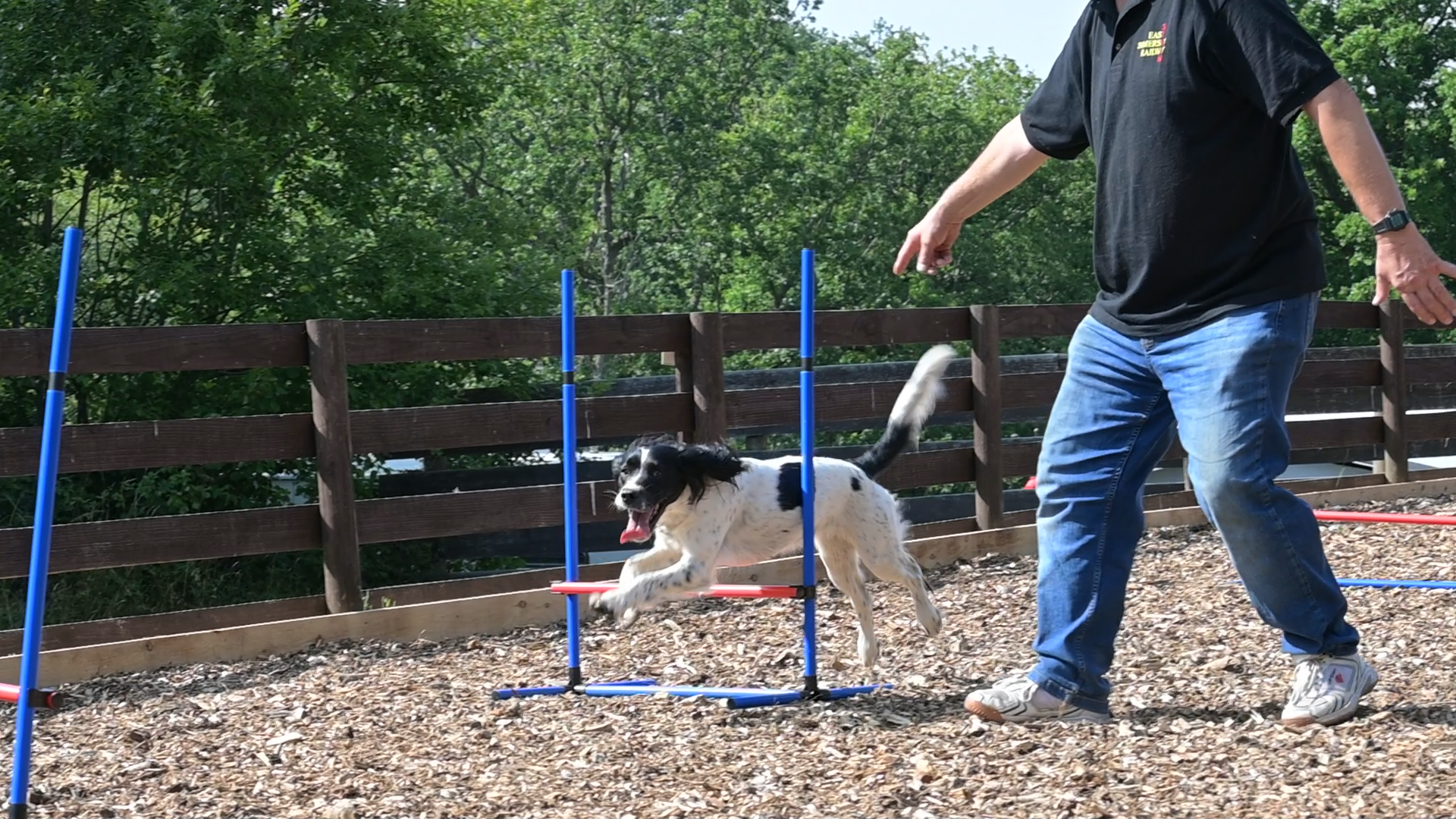 Dog Agility dog agility and lodge coppice holiday park